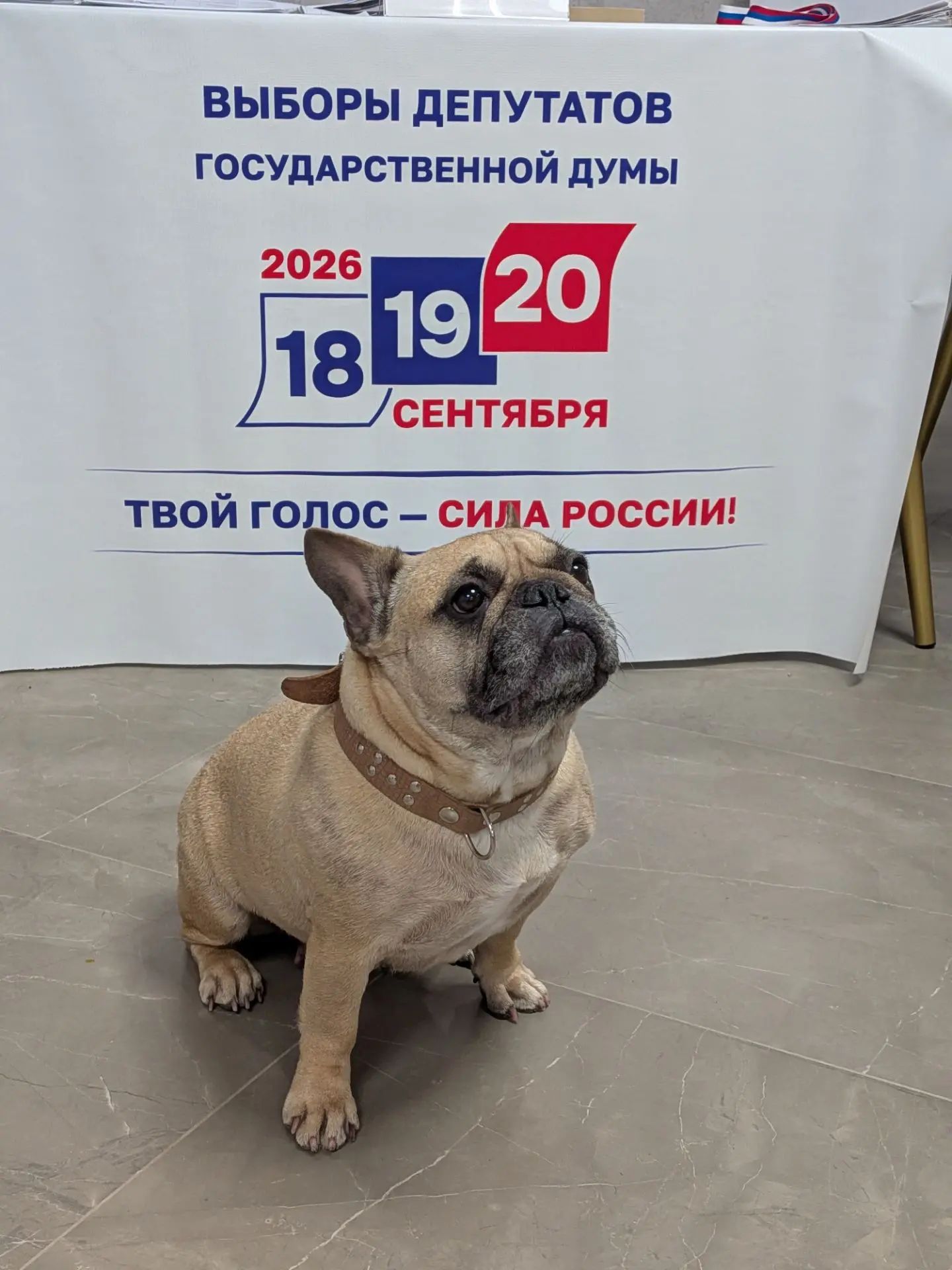 Сообщение — УИК №162, Смоленская область