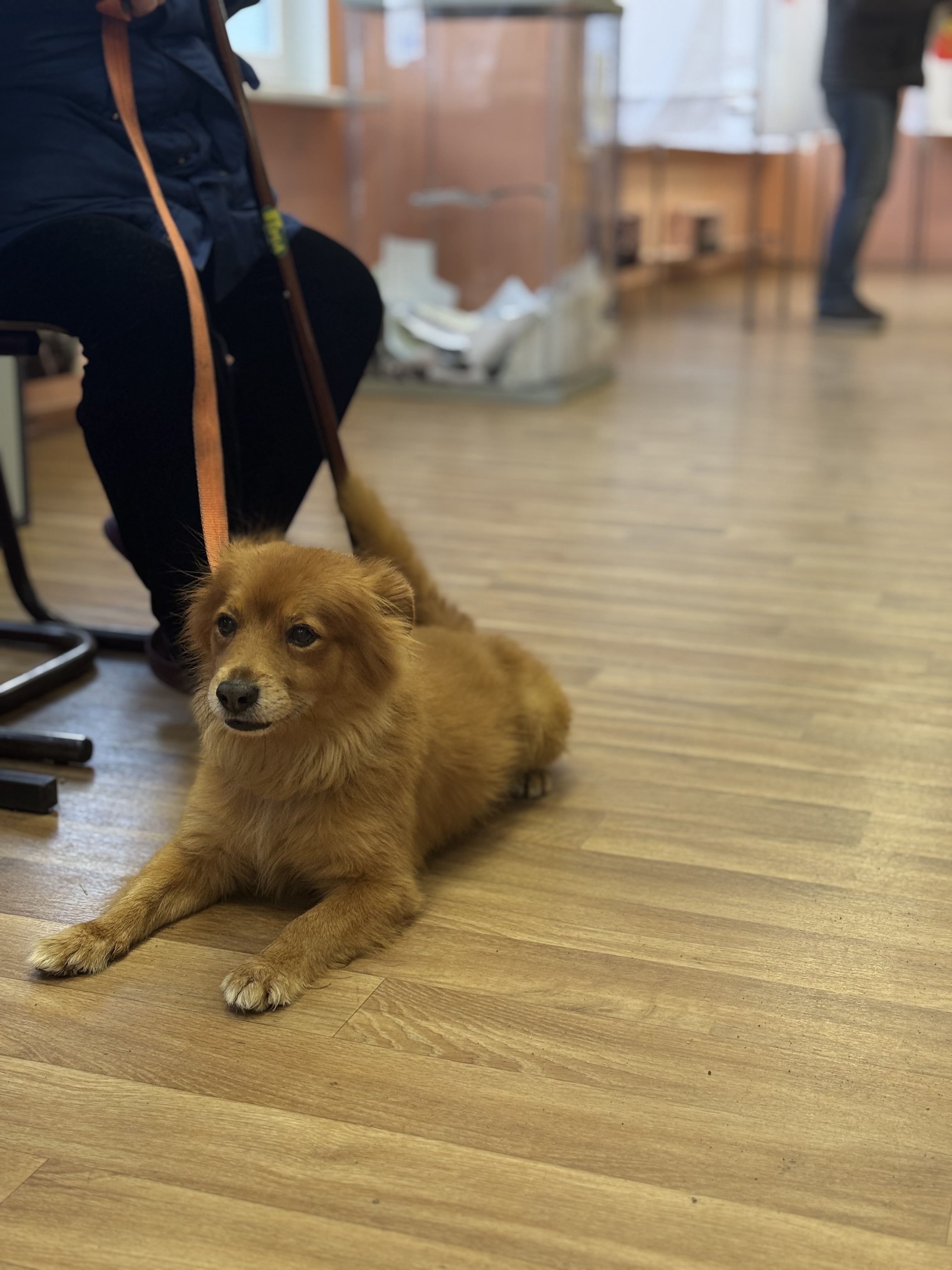 Сообщение — УИК №91, Мурманская область