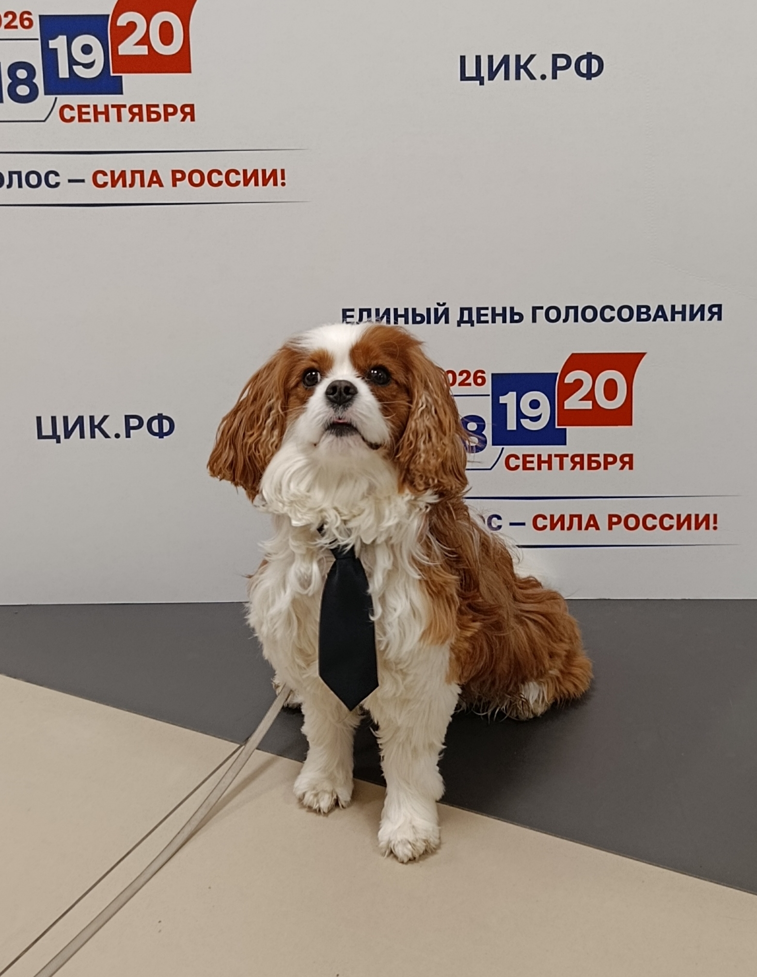 Сообщение — УИК №1717, Санкт-Петербург