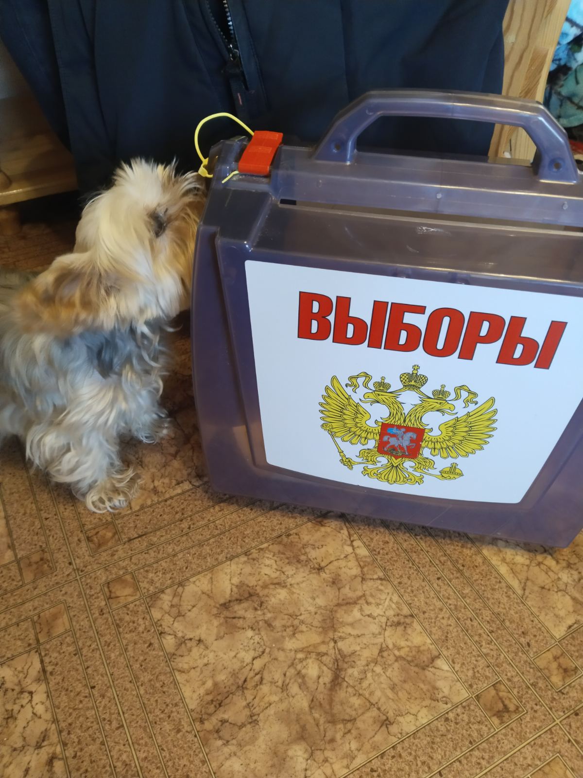 Сообщение наблюдателя — УИК №377, Кировская область