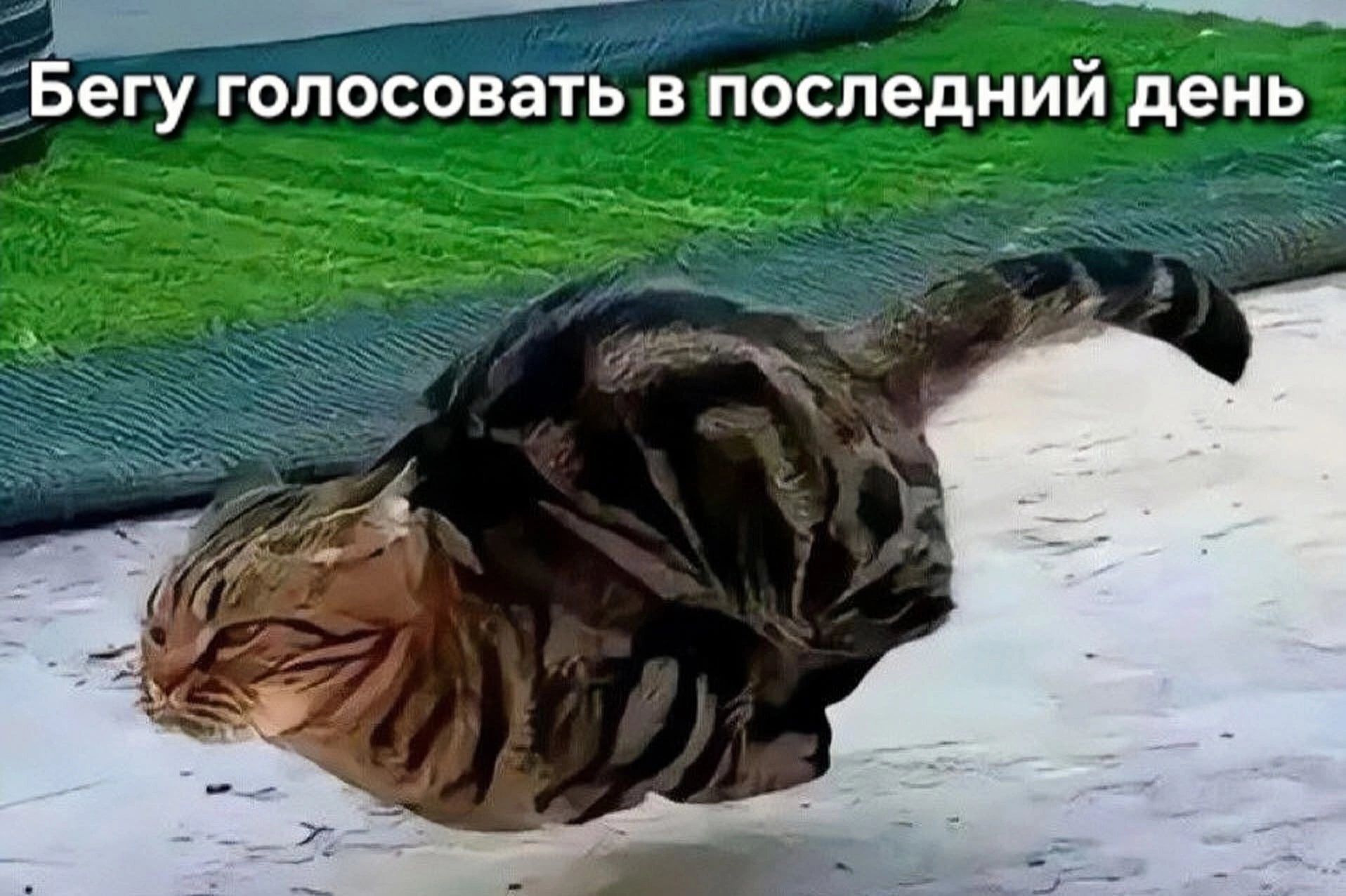 Сообщение — УИК №391, Архангельская область