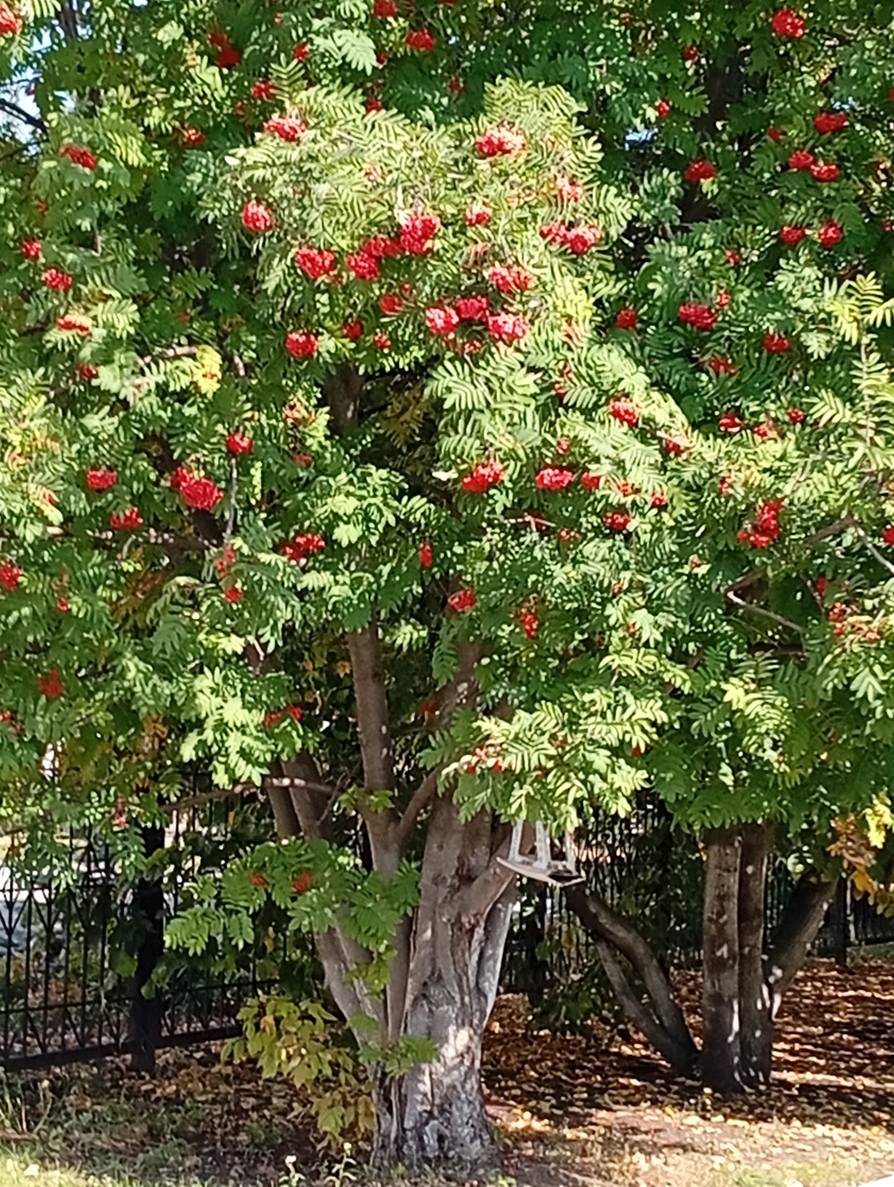 Сообщение — УИК №2324, Липецкая область