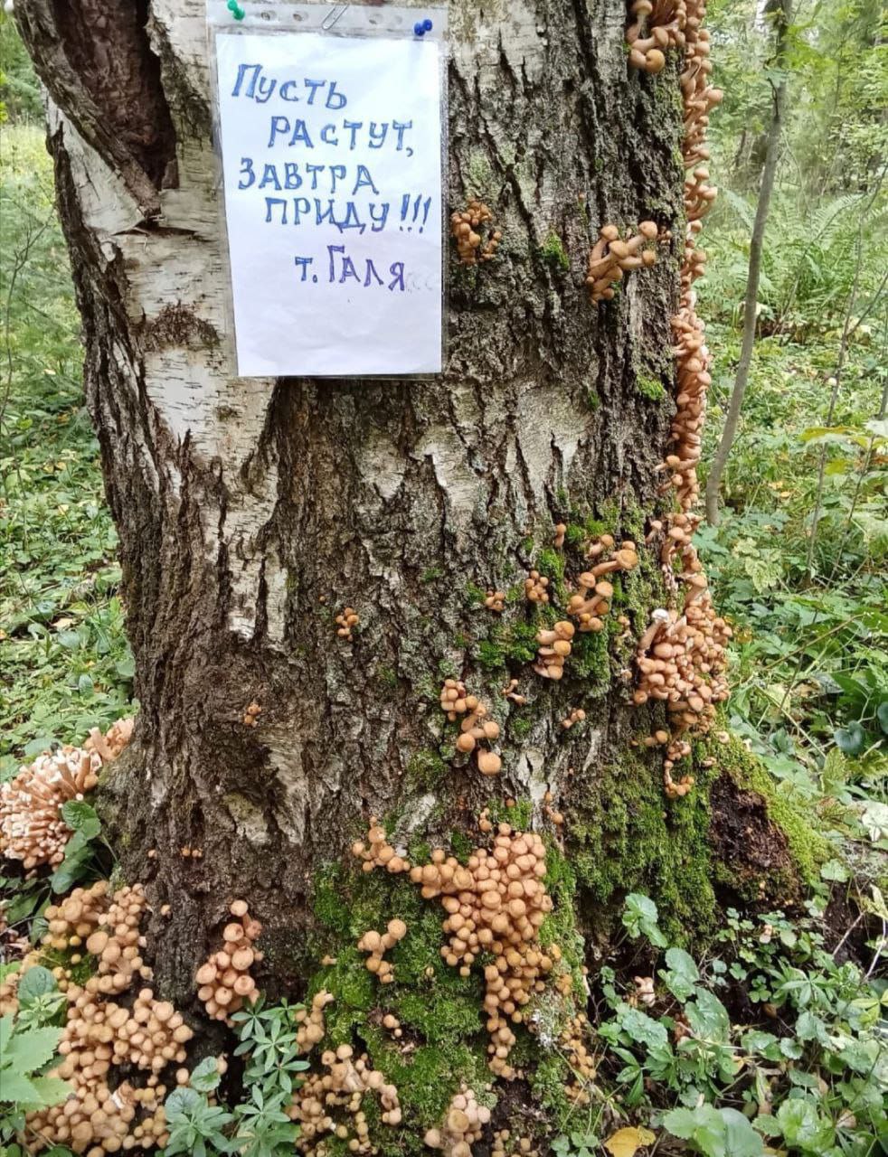 Сообщение наблюдателя — УИК №1636, Чувашская Республика — Чувашия