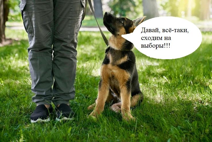 Сообщение — УИК №1117, Санкт-Петербург
