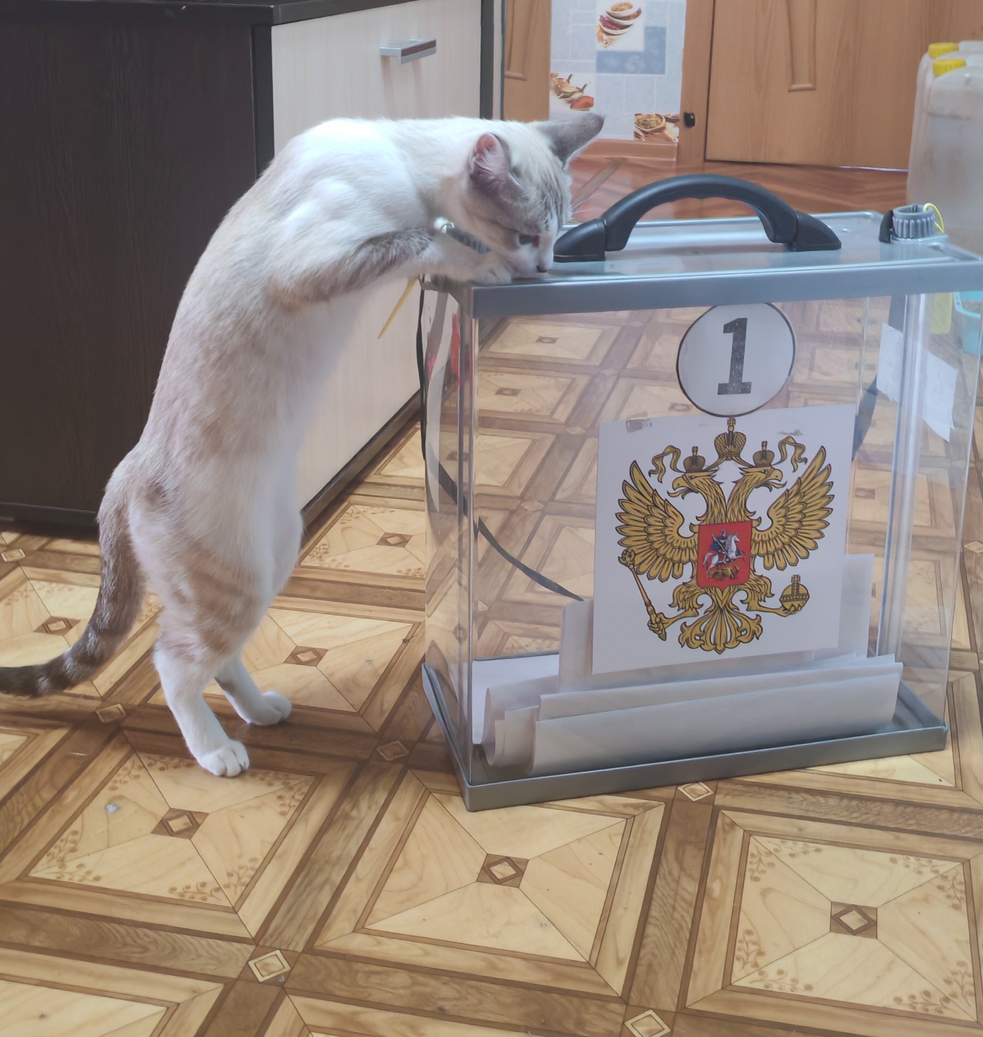 Сообщение наблюдателя — УИК №2924, Забайкальский край