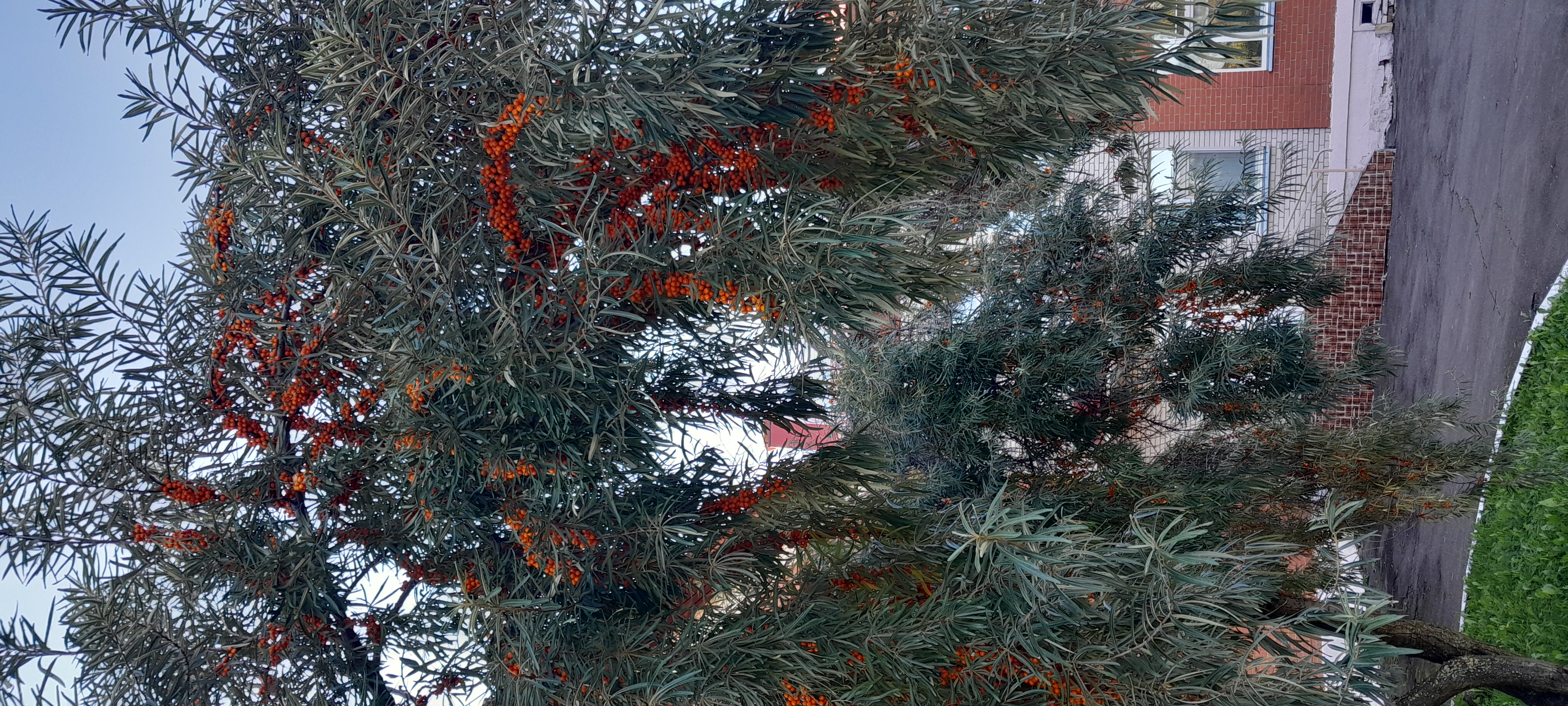 Сообщение — УИК №2523, Удмуртская Республика