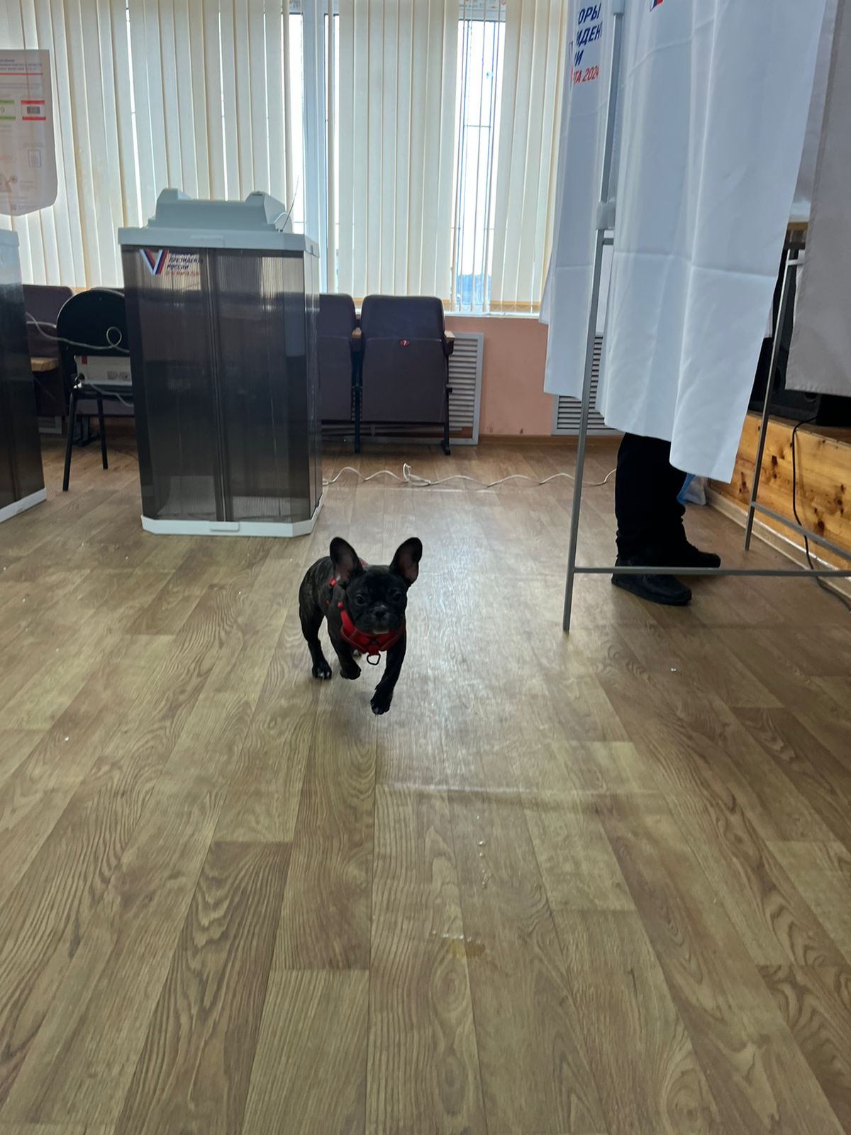 Сообщение наблюдателя — УИК №2227, Московская область